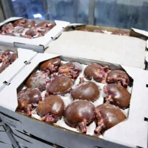 Beef Kidney